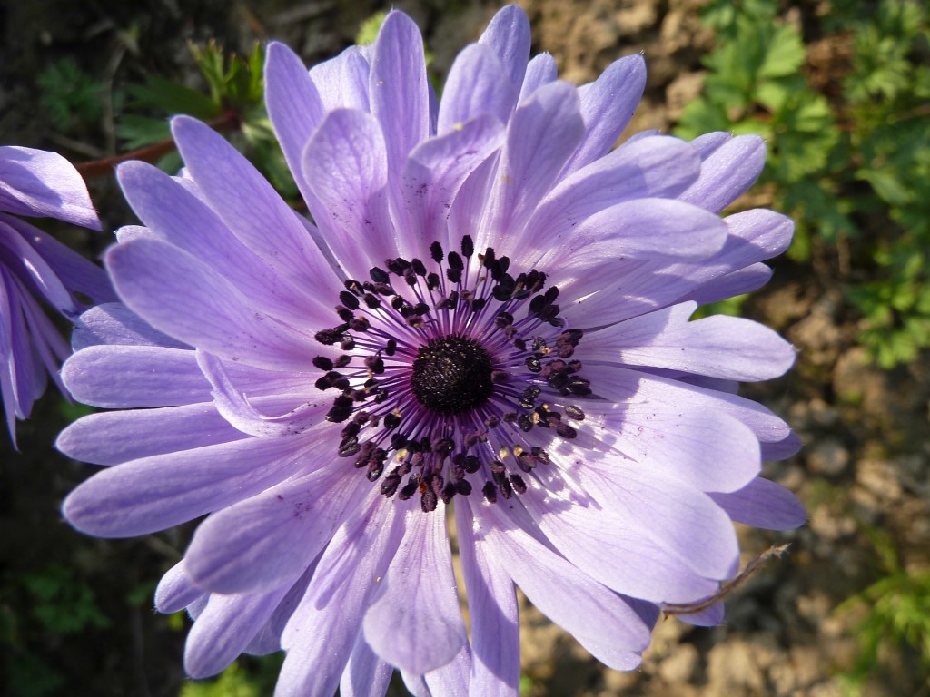 Anemone lila